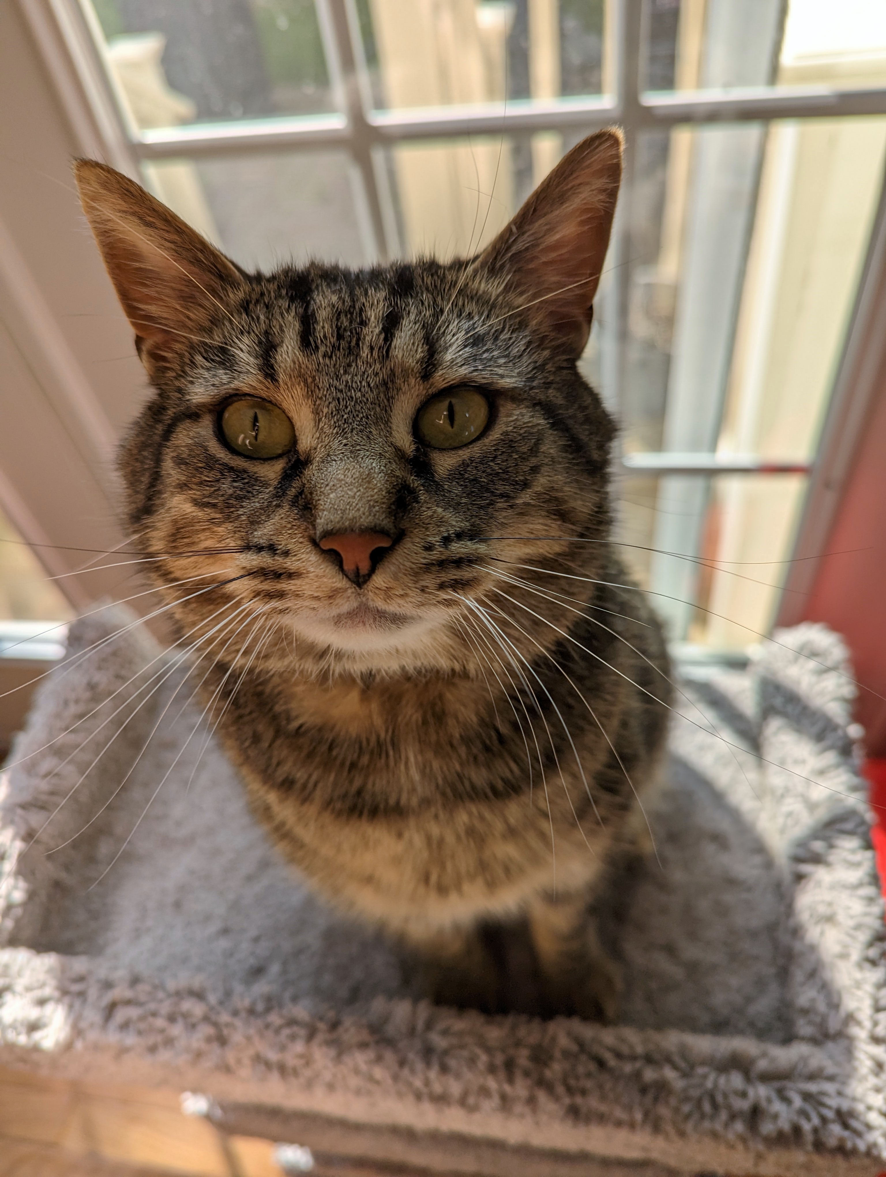 Mackerel tabby cat